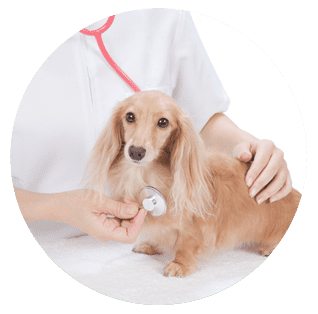 Centro Veterinario Loreto parte de un veterinario con un perro